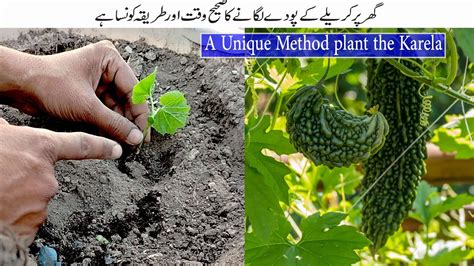 How To Grow Karela Bitter Gourd At Home Bitter Gourd Is Very Easy To