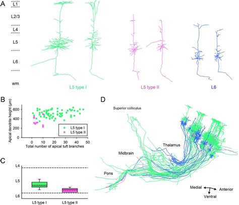 Three Typical Morphology Based Types Of Pyramidal Neurons A Are