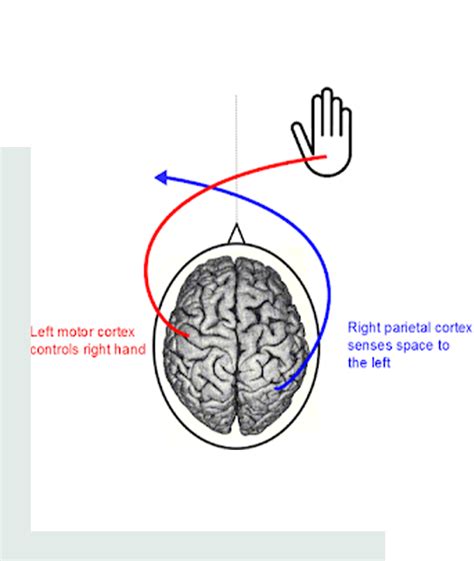 Why is crossing the midline important? | Centre Of Movement