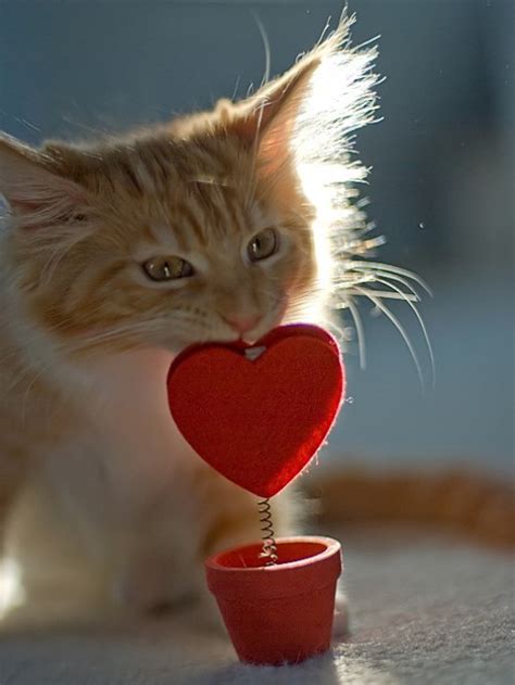 🔥 [50+] Valentine Kitty Wallpapers | WallpaperSafari