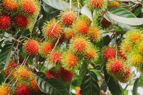 Foto Manfaat Buah Rambutan Untuk Kesehatan