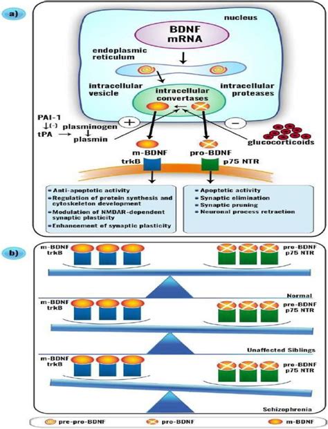 A Schematic Presentation Which Synthesis And Maturation Of Bdnf In