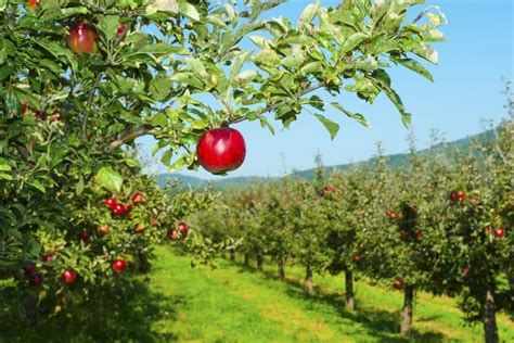 You Can Pick Your Own Apples At Lenswood Orchard