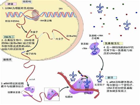 分子遗传学 5章 真核生物基因的表达调控 Word文档在线阅读与下载 无忧文档