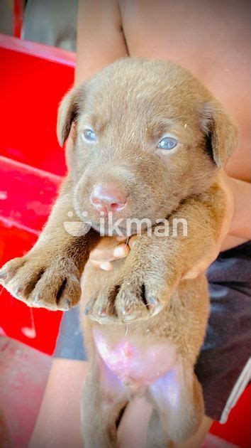 Labrador Puppies For Sale In Kalutara City Ikman