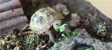 Tortoise Care Information