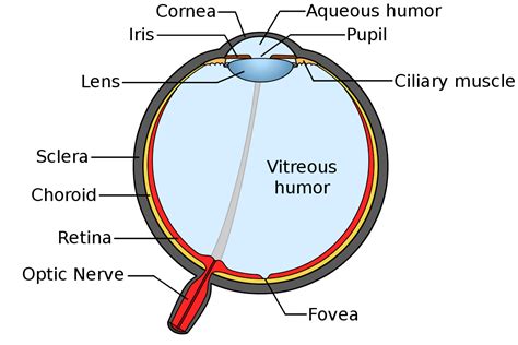 Why Don T Our Eyeballs Fill Up With Water When We Swim Science