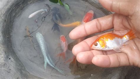 Menemukan Ikan Molly Balon Ikan Cupang Warna Warni Ikan Guppy Ikan