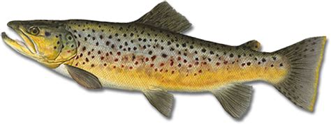 Trout Png