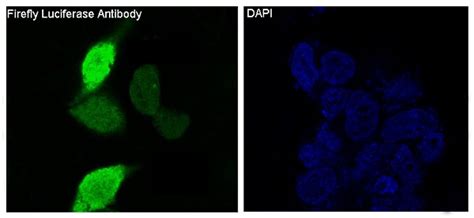 Firefly Luciferase Antibody