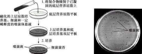 噬菌体的分离纯化及效价测定——万融实验噬菌体培养基牛肉膏新浪新闻