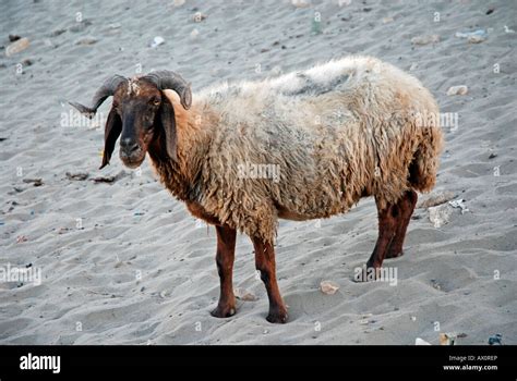 Fat Tailed Sheep Southeastern Anatolia Turkey Asia Stock Photo Alamy