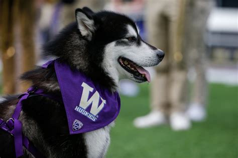 History of the Washington Huskies Mascot