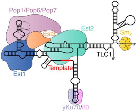 Ijms Free Full Text Post Transcriptional And Post Translational