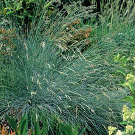 Festuca glauca Seeds - MotoSoko Marketplace