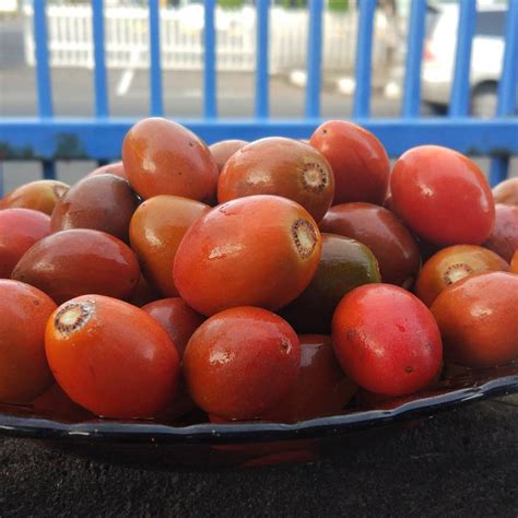 Jual Kedai Benih Biji Buah Sawo Merah Kecik Kacik Kayu Jawa Tanned