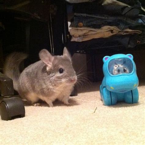 Dash The Chinchilla And The Angry Blue Hippo Chinchilla Small Pets