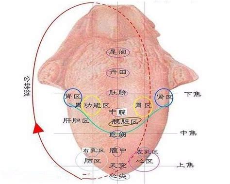 【中医院 中医科普】中医常见体质舌诊解析 搜狐