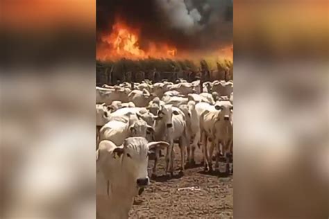 Incêndios em SP vídeo mostra fogo avançando próximo a rebanho de bois