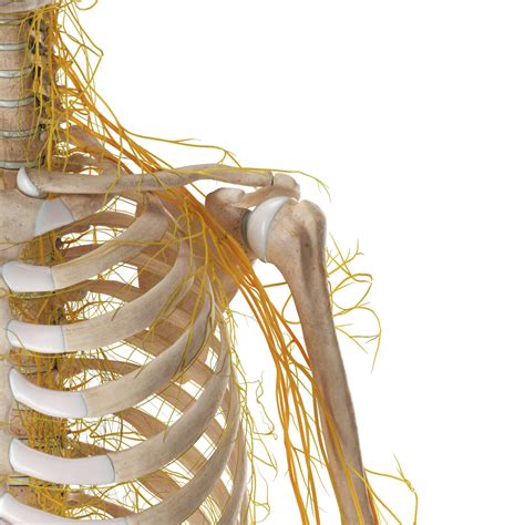 Nervenverläufe im Schulterbereich DocCheck
