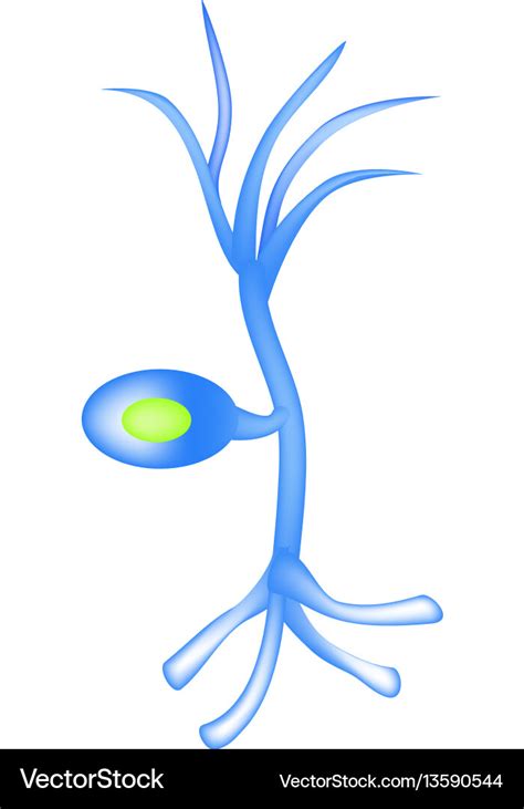 Structure of the sensory neuron infographics Vector Image