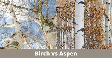 Birch vs Aspen | Which one is better? - Timber Blogger