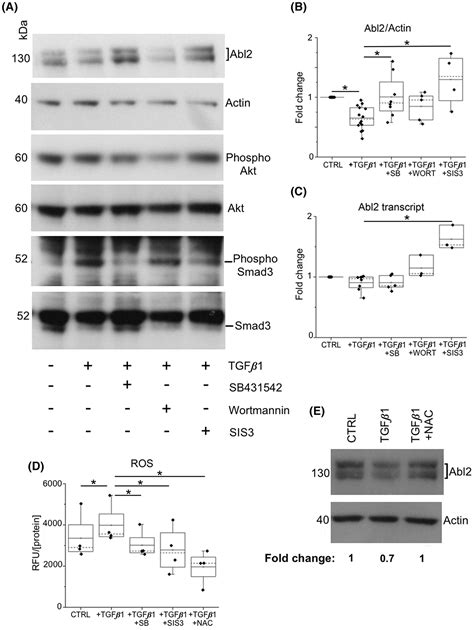 The Crosstalk Between Abl Tyrosine Kinase And Tgf Signalling