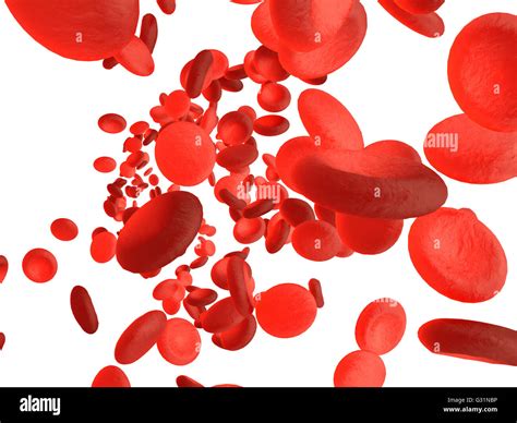 Red Blood Cells Erythrocytes In Interior Of Arterial Or Capillary Blood