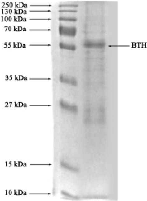 Sds Page Of Bth The Pooled Fractions From Ammonium Sulfate Download Scientific Diagram