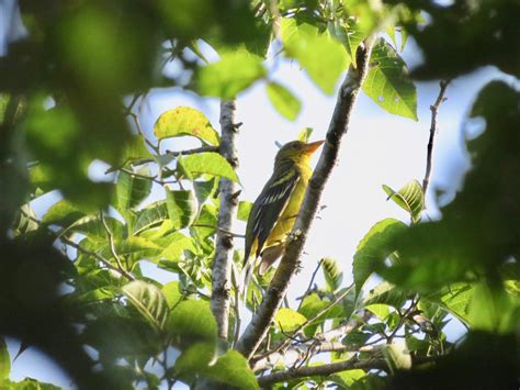 Western Tanager-female – The Experienced Intermediate Birder