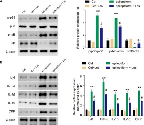 Frontiers Losmapimod Protected Epileptic Rats From Hippocampal Neuron Damage Through