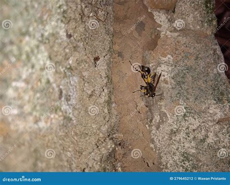 Mud wasp nest on the wall. stock photo. Image of sphecidae - 279645212