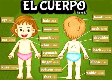 Partes Del Cuerpo En Ingl S Aprendo En Ingl S