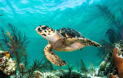 15 Fabulous Facts About Sea Turtles Australian Geographic