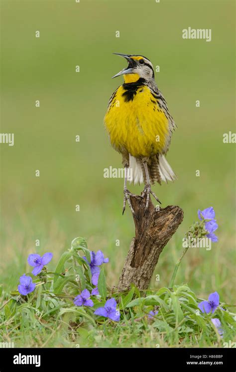 Eastern Meadowlark Sturnella Magna Male Calling Texas Stock Photo