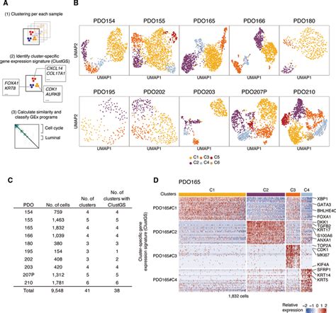 Single Cell Transcriptome Analysis Of 10 Pdos A Schema Of Analytical