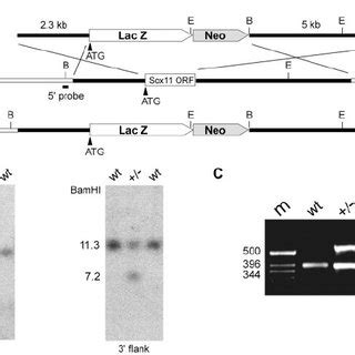 Targeted Disruption Of Sox In Mice A Schematic Representation Of