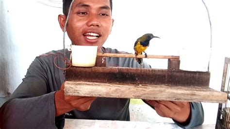 Menjinakan Burung Di Sangkar Layang Youtube