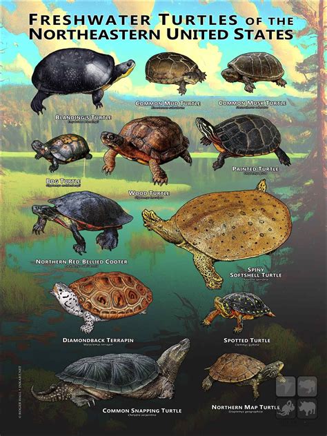 Freshwater Turtles Of The Northeastern Us Art Print Field Guide