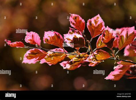 Plant, Red beech, Fagus Sylvatica Roseo Marginata Stock Photo - Alamy