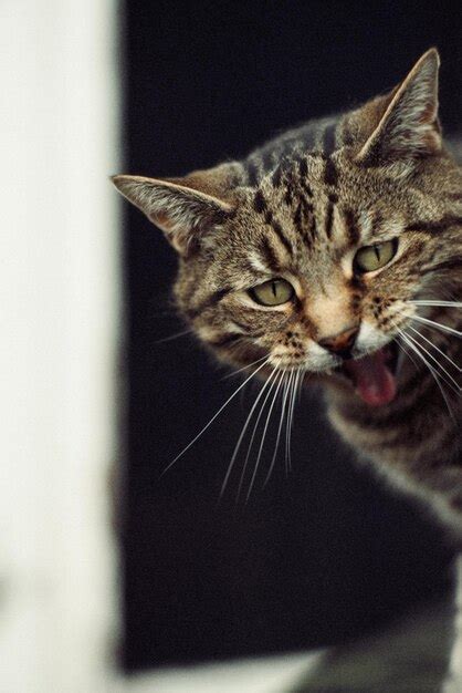 Premium Photo | Cat meowing