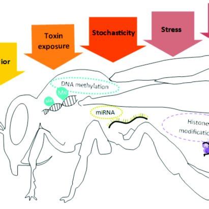 Environmental Factors That Trigger Epigenetic Mechanisms Schematic