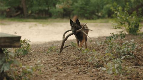 Welke Farm Food Antler Is Voor Welke Hond Geschikt Farm Food