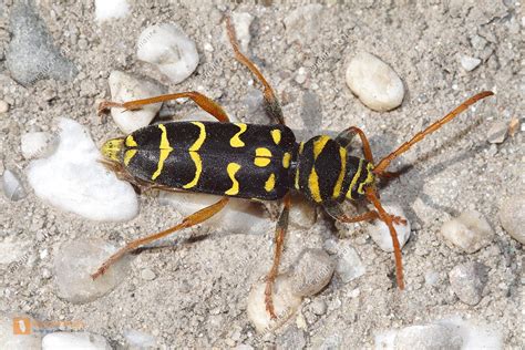 Insekten K Fer Eichenwidderbock Plagionotus Arcuatus Bild Bestellen