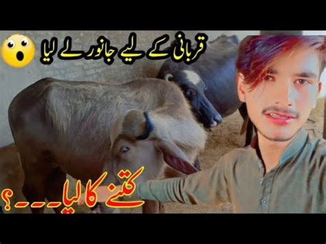 Kitne Ka Liya Qurbani Ka Janwar Bakra Eid 2024 Qurbani Sasti Ya