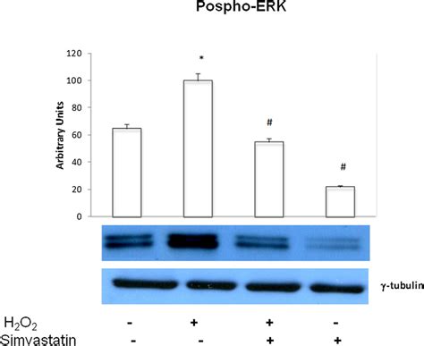 Erk Phosphorylation Western Blot Evaluation Of Phosphorylated Erk