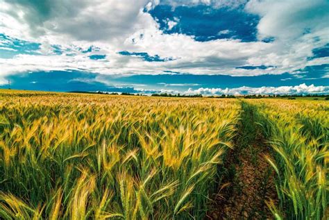 Actualizado al 14 de mayo de Expectativas de producción Agropecuaria y