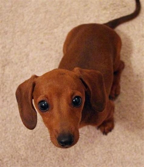 Long Haired Dachshund on White Carpet