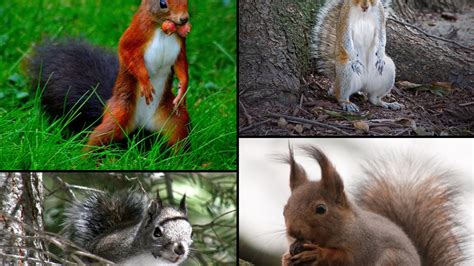 Squirrels in NC Come in All Shapes and Sizes | Critter Control ...