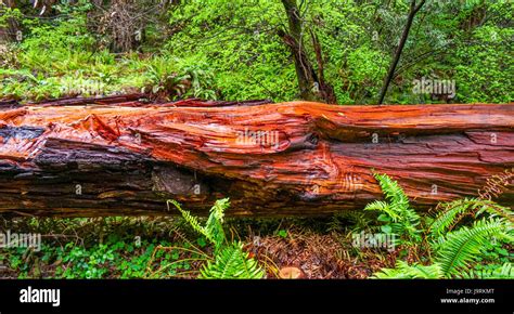 The Beautiful Red Wood Of The Western Red Cedar Tree Hi Res Stock